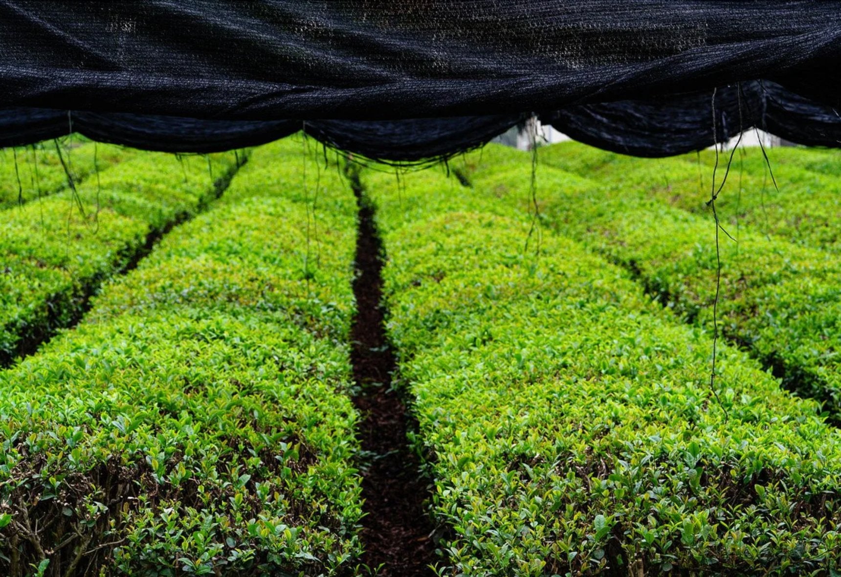 From Harvest to Powder: The Journey of Matcha Production